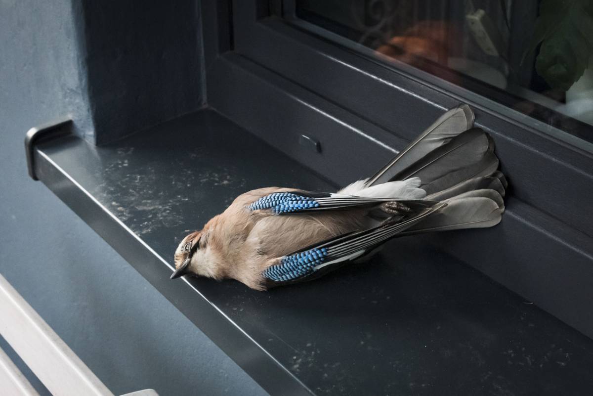 Vogelschutzfolien in Nürnberg, Fürth, Erlangen, Schwabach und Franken Vogelschutzfolien in Nürnberg, Fürth, Erlangen, Schwabach und Franken